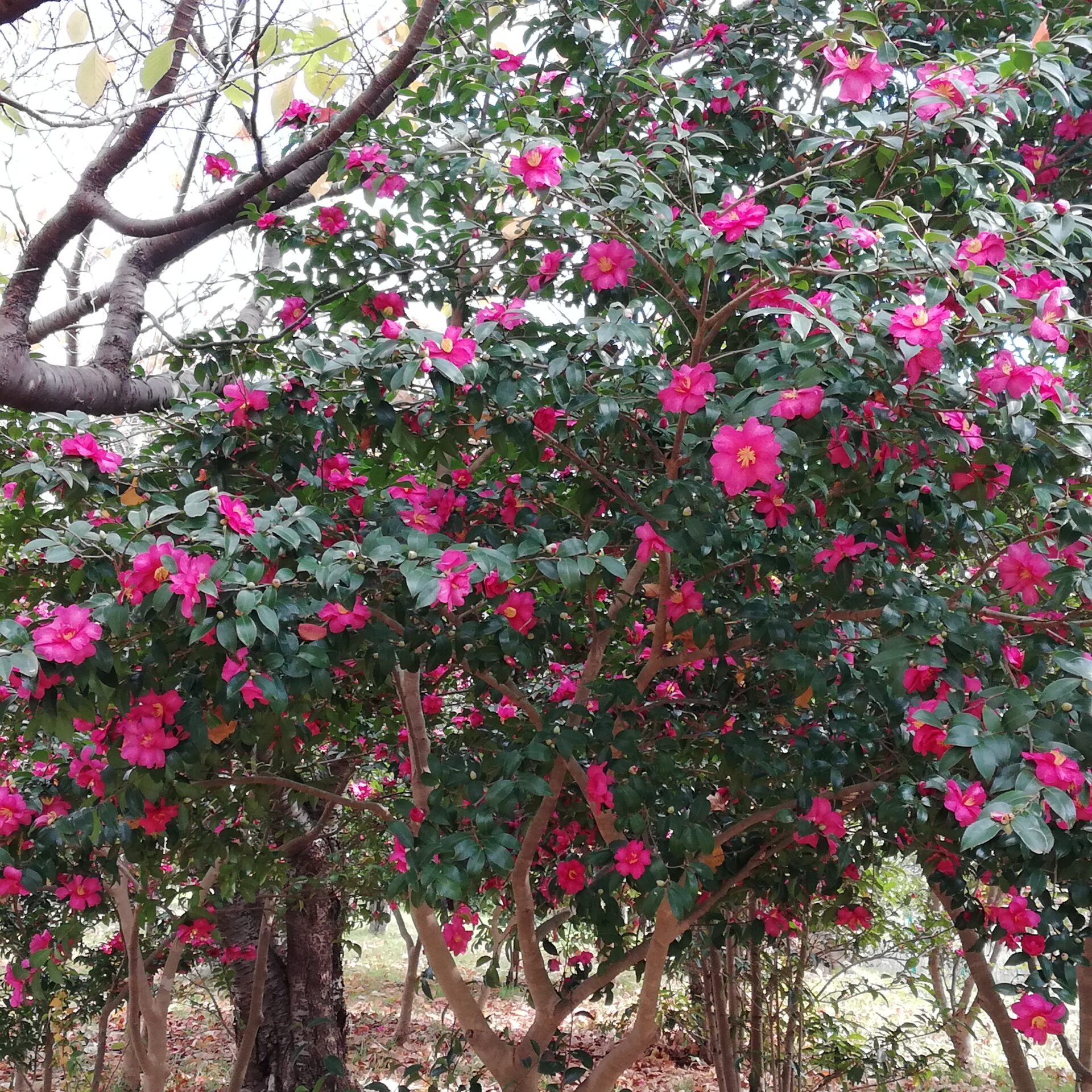 さざんか サザンカの花が満開になりました。是非、散歩がてらお立ち寄りください