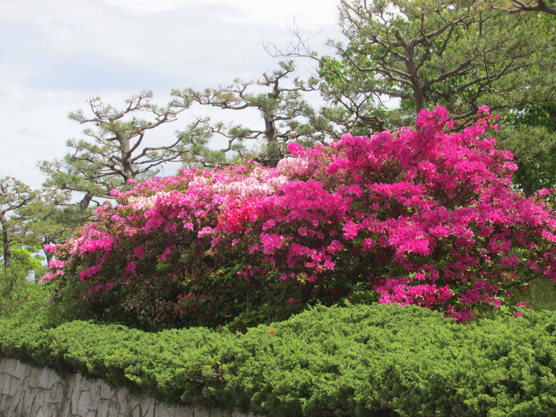 園内のツツジが満開になりました。花が大変きれいです。皆様のご来園を