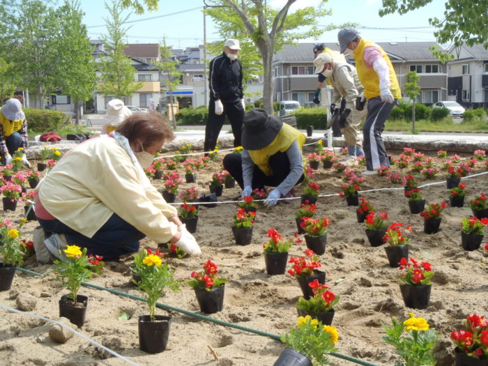 一株ずつ植えます。